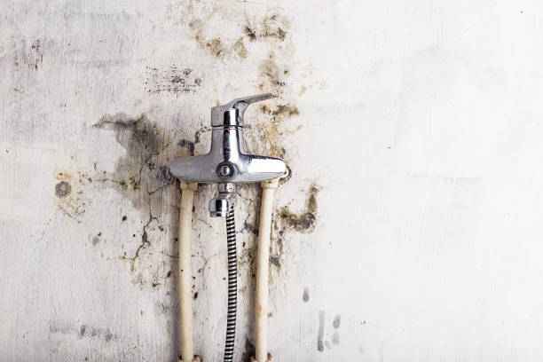 Best Affordable Mold Removal  in Perry, GA