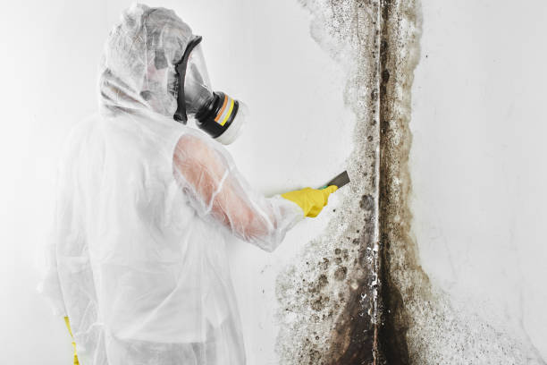 Best Residential Mold Removal  in Perry, GA