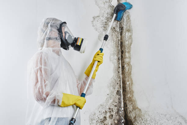 Best Commercial Mold Removal  in Perry, GA