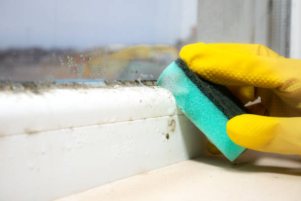 Best Toxic Mold Removal  in Perry, GA