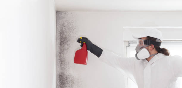 Best Mold Remediation Experts  in Perry, GA