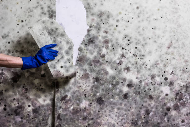 Best Local Mold Removal Service  in Perry, GA