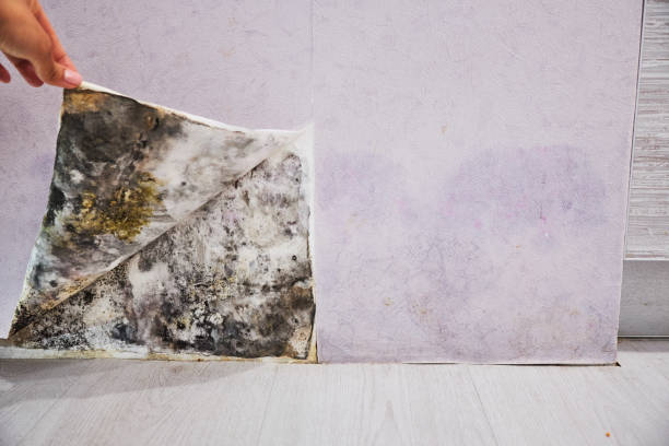 Professional Mold Removal in Perry, GA